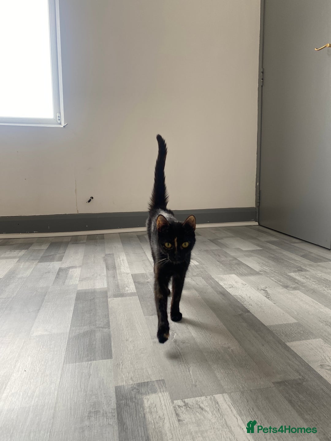 Mixed Breed cats for sale: Pickles - Image 1