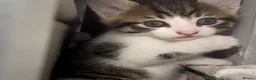 Siberian cats for sale: Ready now Gorgeous Siberian mixed kitten male  - Advert 21