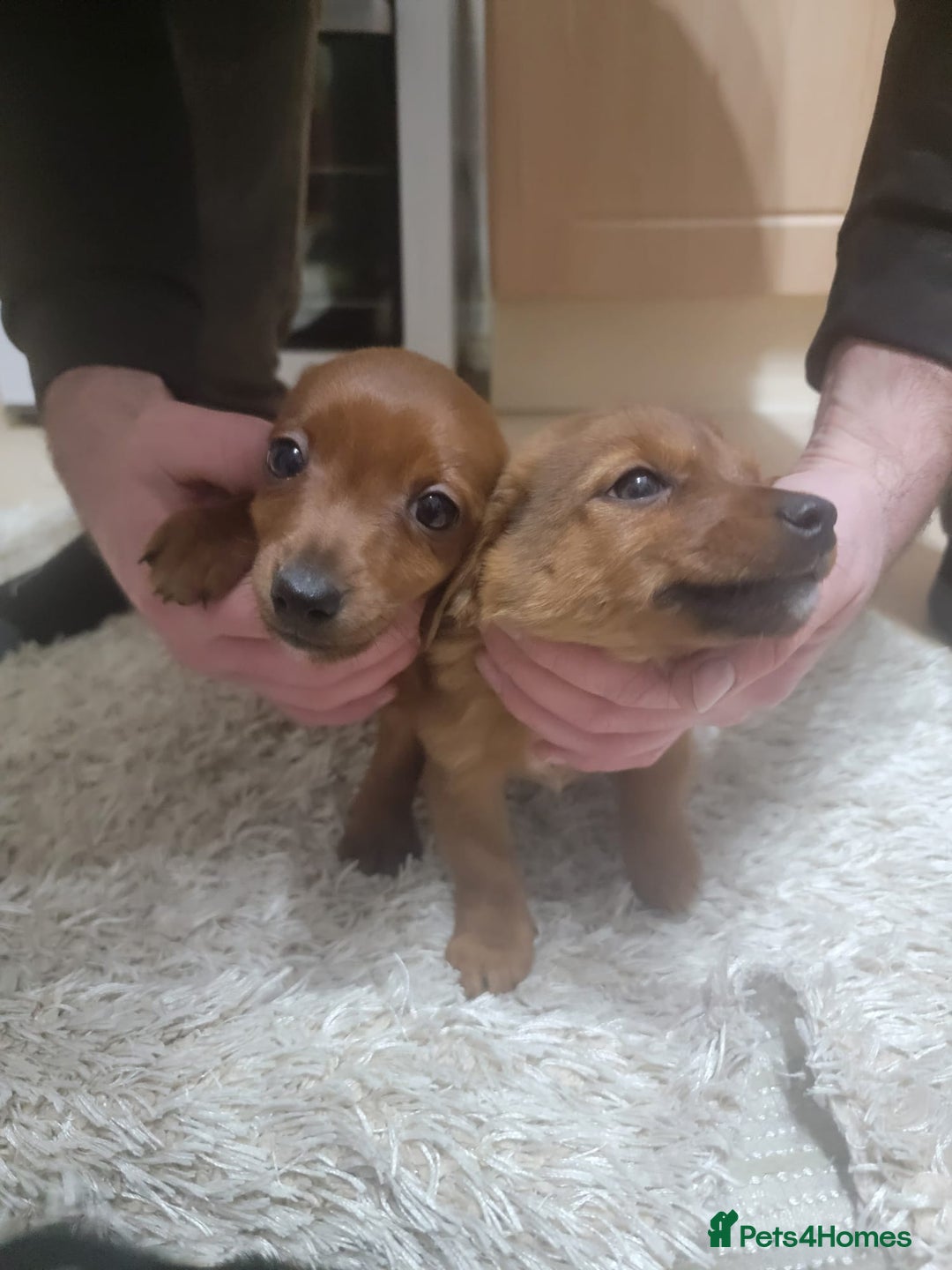 Jack Russell dogs for sale: Jack Russel  - Advert 2