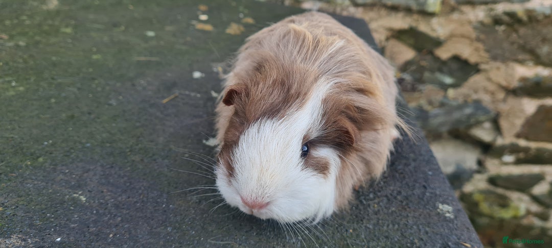 Guinea Pig rodents for sale: Sheltie female guinea pig  - Advert 5