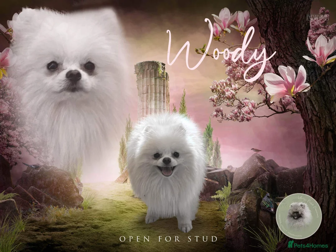 Pomeranian dogs for stud: Biggest Quality Pom StudTeam In uk  in Pontefract - Advert 3