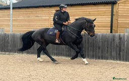 British Warmblood horses for sale: Prince - Great hunting potential / all rounder  - Image 3