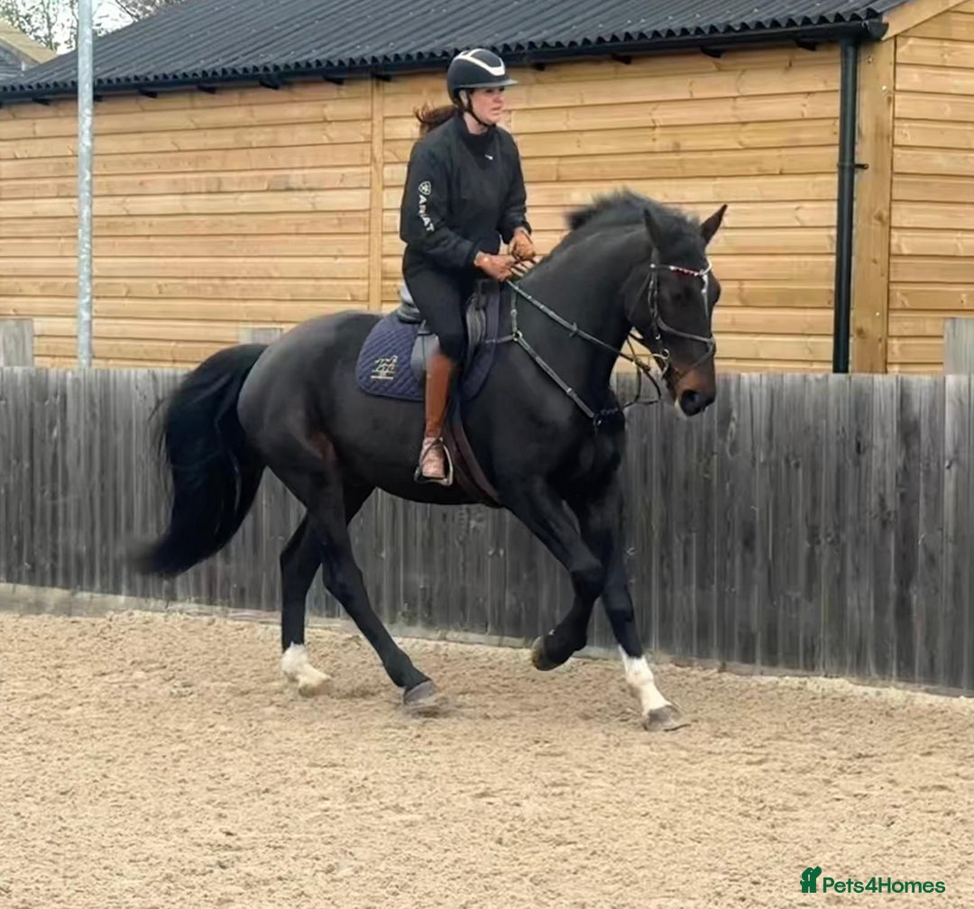 British Warmblood horses for sale: Prince - Great hunting potential / all rounder  - Image 3