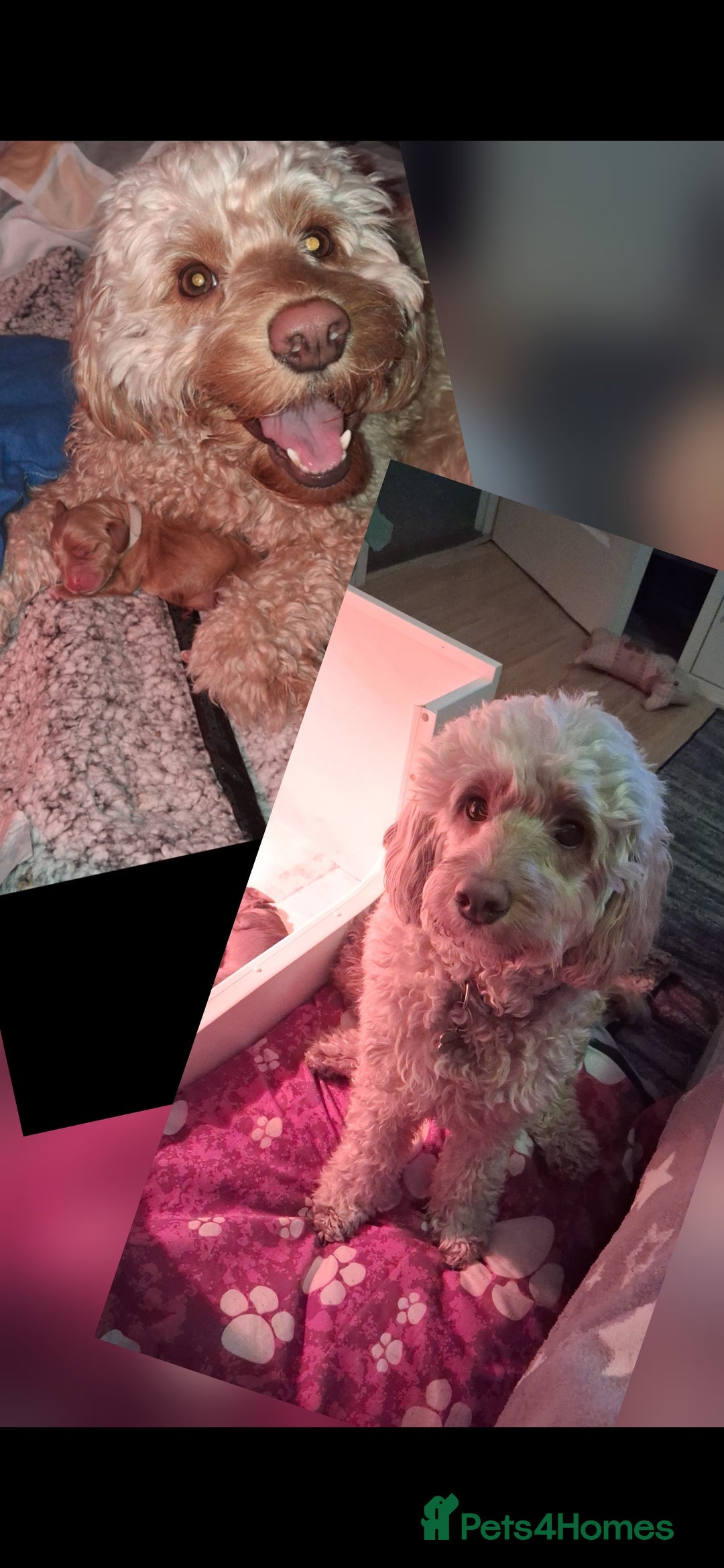 Cockapoo dogs Male cockapoo  - Advert 1