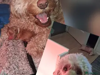 Cockapoo dogs Male cockapoo - Advert 16