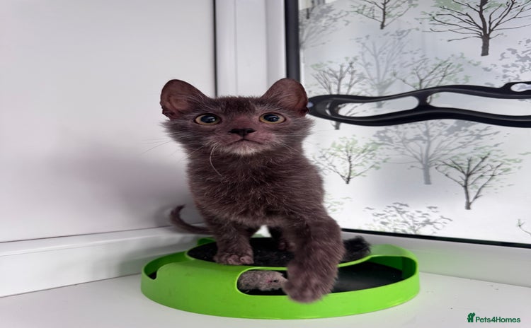 Lykoi cats - Advert 1