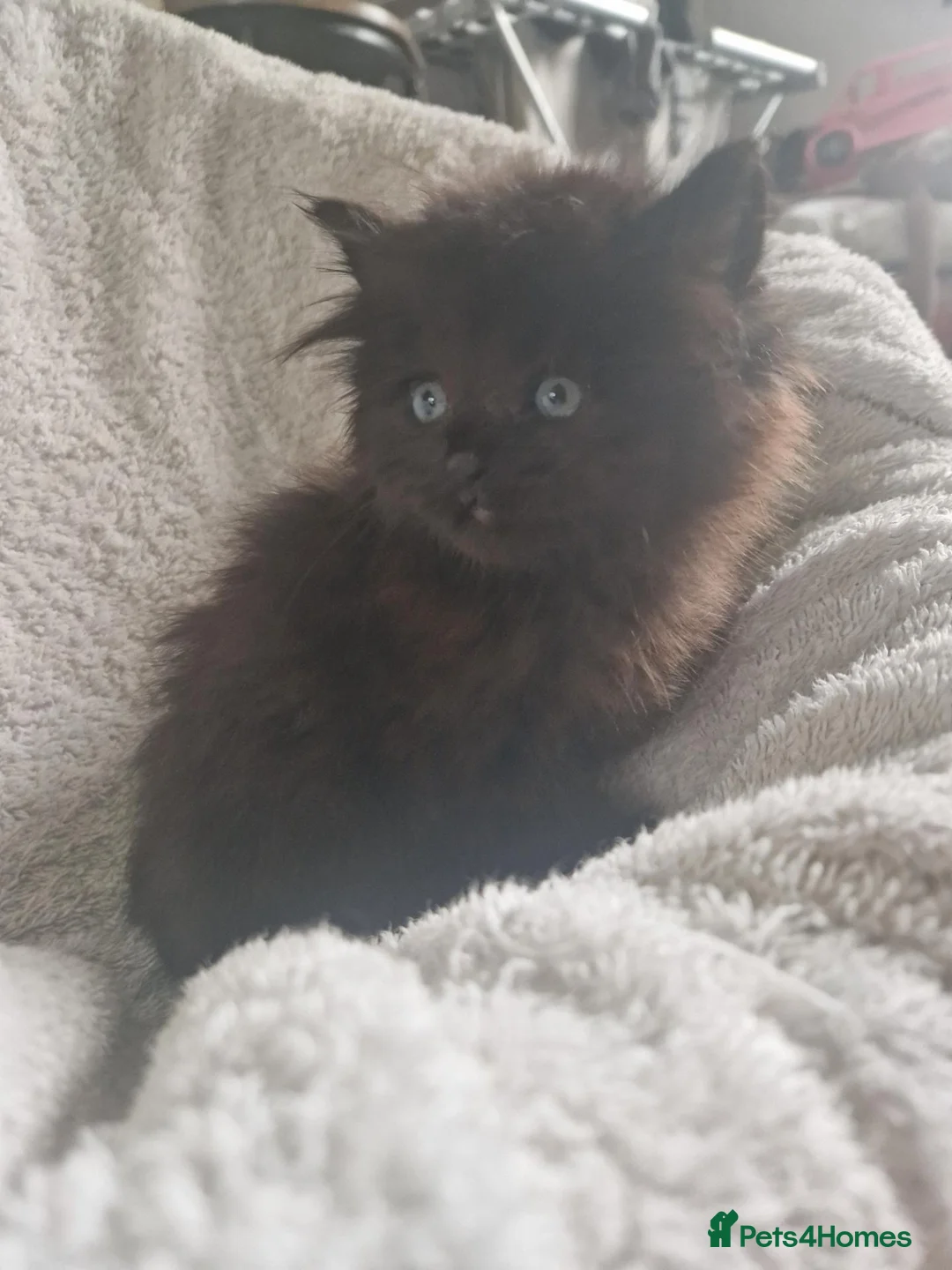 Mixed Breed cats for sale: Ragdoll x - Advert 2