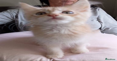 Maine Coon cats - Advert 11