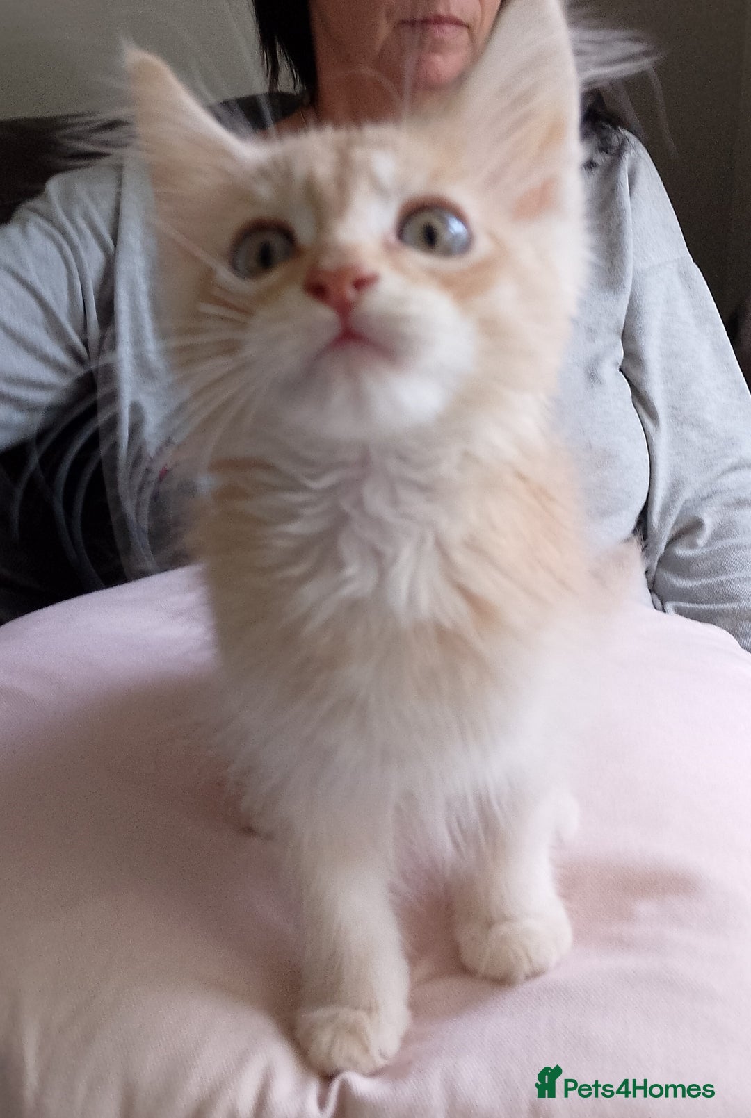 Maine Coon cats for sale: 4 Maine coon kittens white or ginger - Image 3