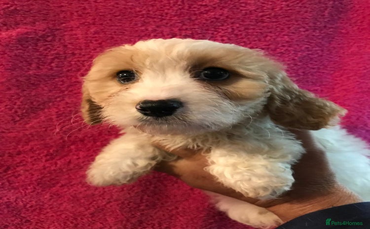Cavachon dogs - Advert 14