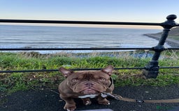 American Bully dogs for stud: Chocolate Pocket Bully for stud - Image 2