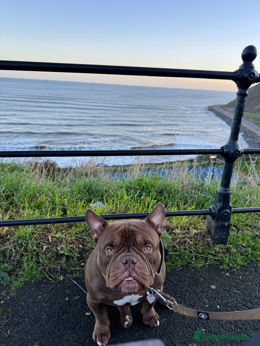 American Bully dogs for stud: Chocolate Pocket Bully for stud - Image 2