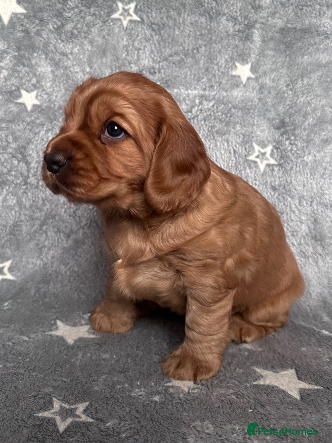 Mixed Breed dogs for sale: Golden Red Cockalier Puppies 1x boy 1x girl  - Advert 16