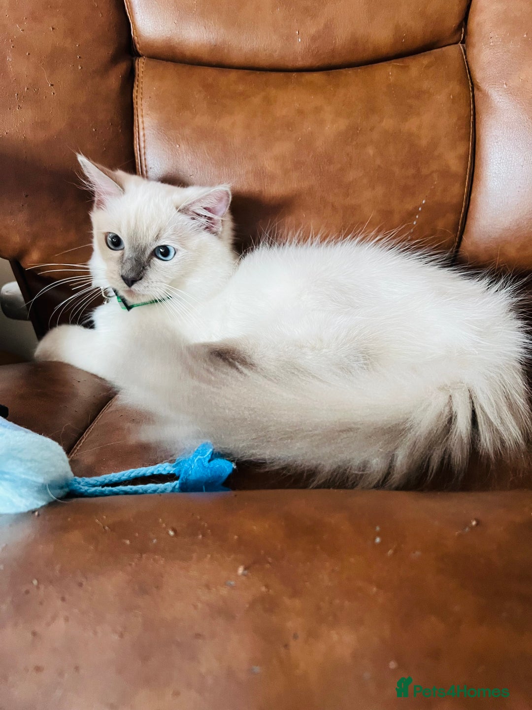 Ragdoll cats for sale: SILKY GCCF PEDIGREE RAGDOLL - Championline  in London - Image 17