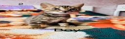 Bengal cats for sale: Bengal - Advert 7