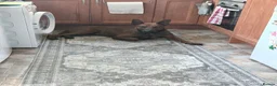 Mixed Breed dogs for sale: Malinois x Chinese Red Dog puppy in Kettering - Advert 4