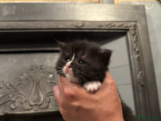 Maine Coon cats - Advert 24