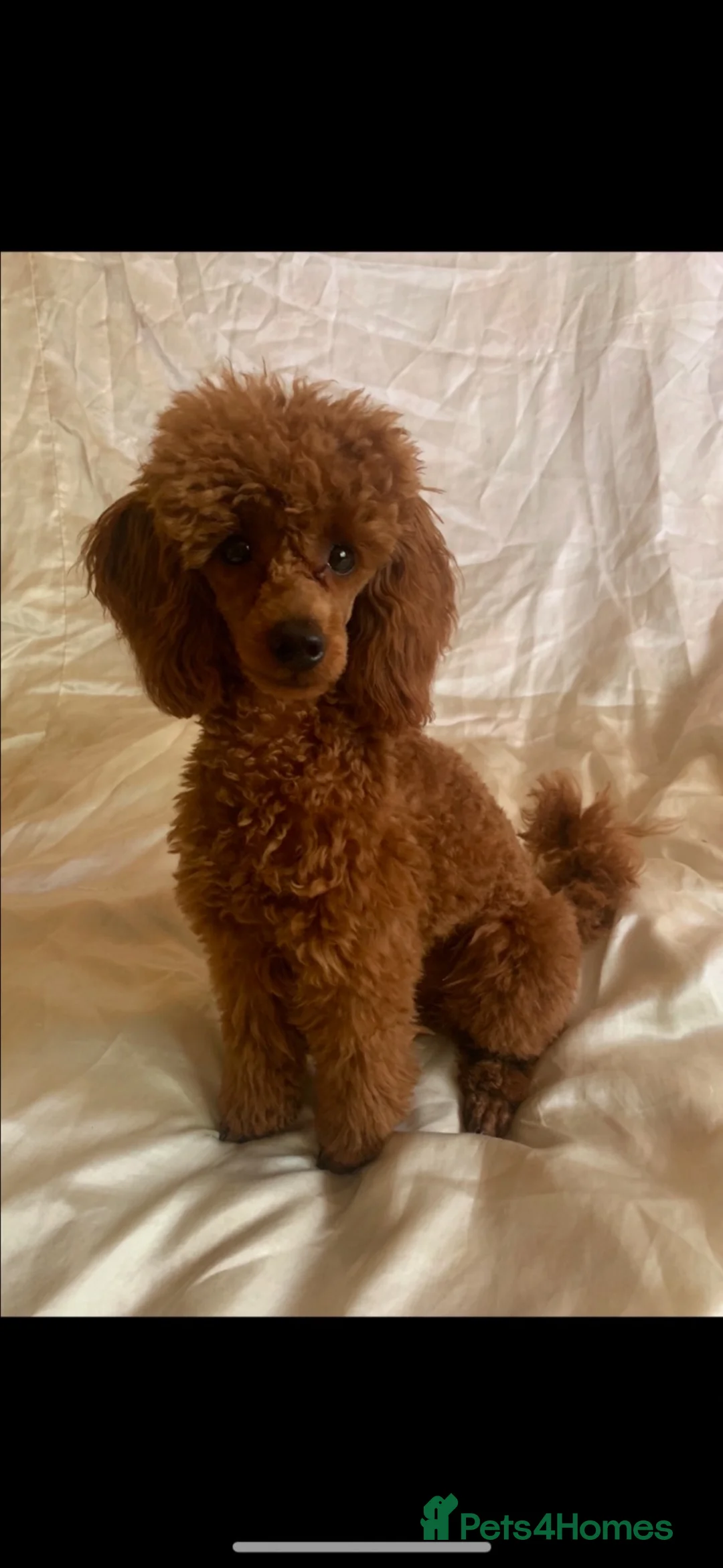 Maltipoo dogs for sale: Tiny miracle maltipoo  - Advert 2