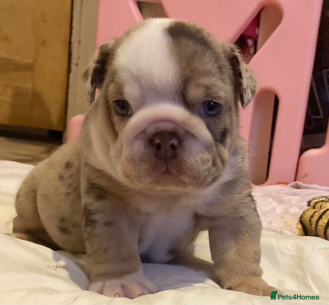 English Bulldog dogs for stud: Chocolate & Tan Merle Bulldog Stud Proved - Advert 5