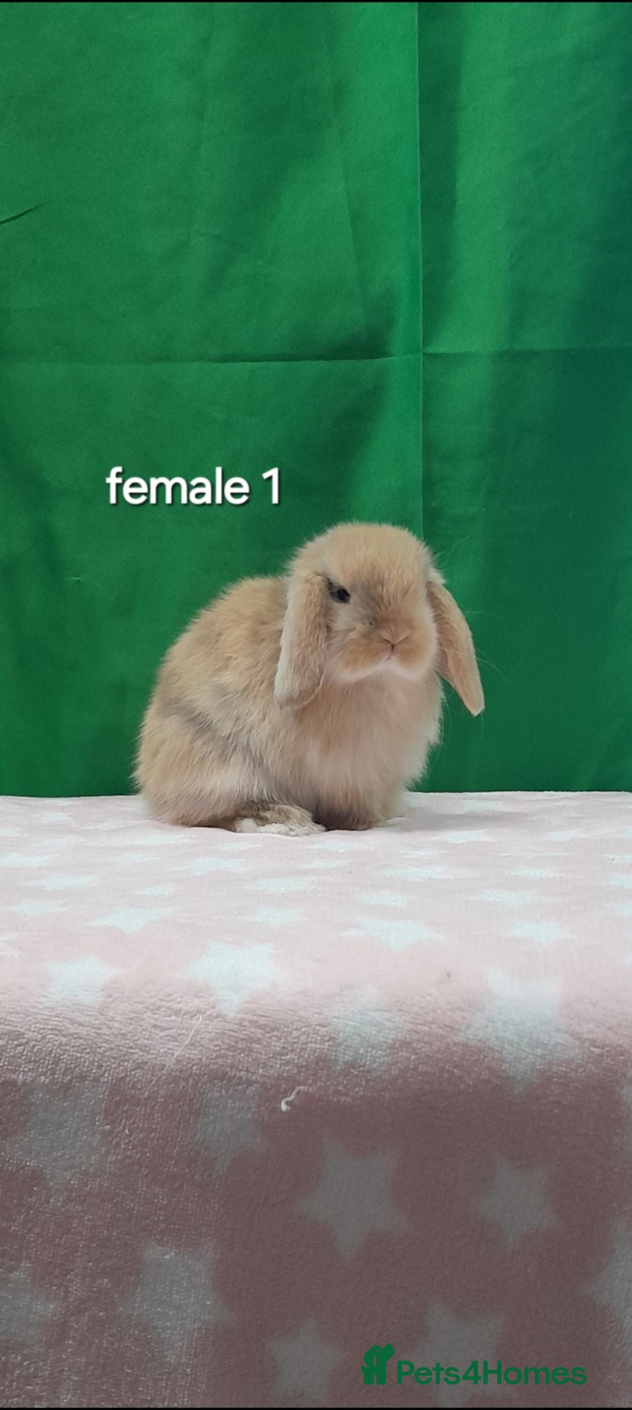 Mini Lop rabbits Purebred mini lops. Ready this weekend  - Advert 2