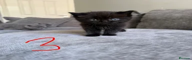 Ragdoll 3