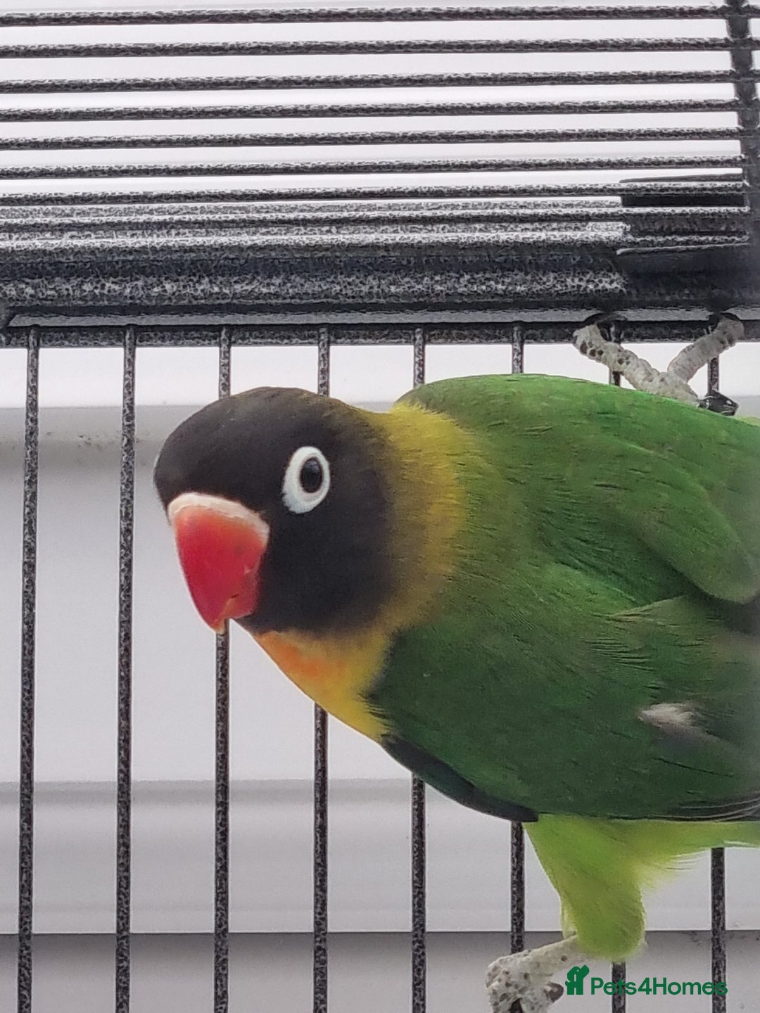 Lovebirds birds for sale: Blackmasked and Lilianae baby lovebird for sale.  - Image 3