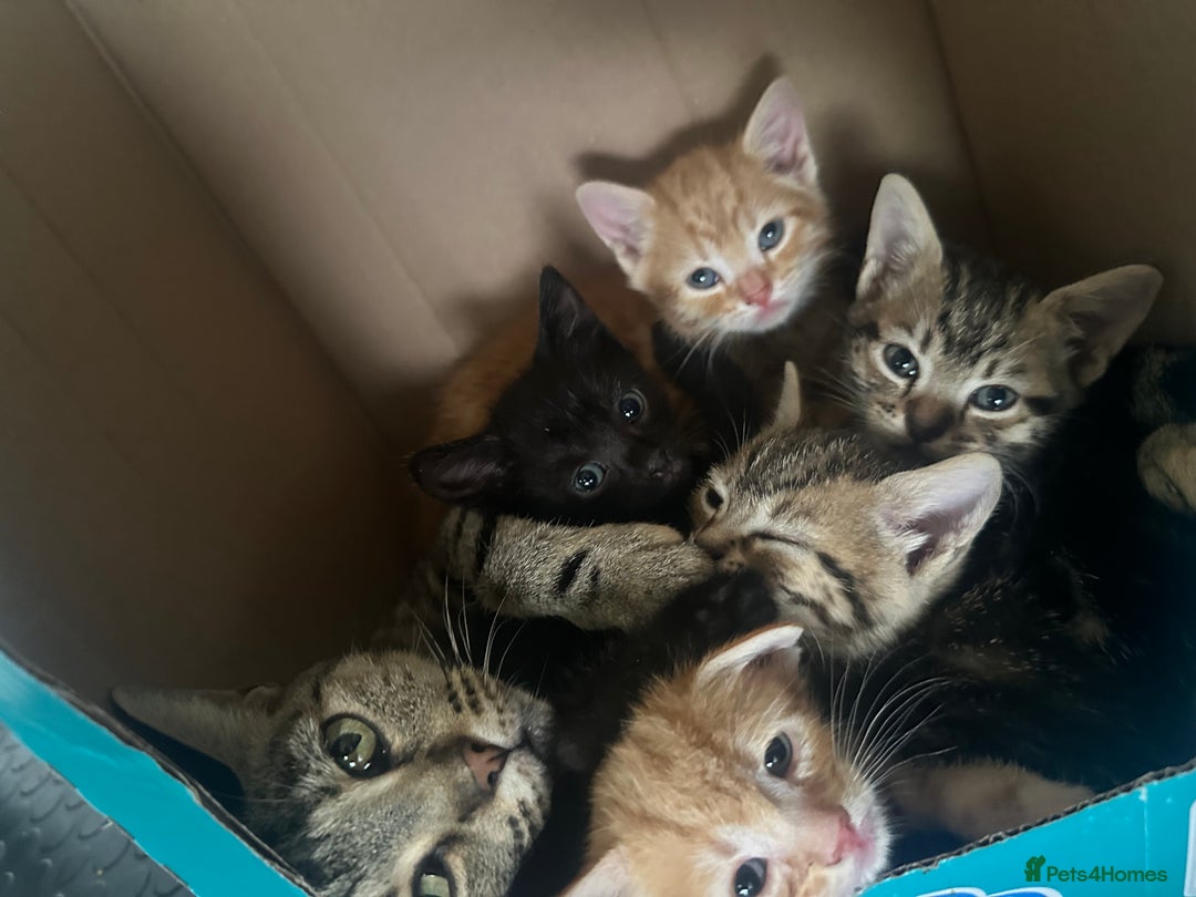 Mixed Breed cats for sale: 3 beautiful kittens for sale !! - Image 4