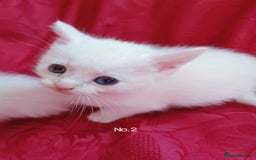 Mixed Breed cats for sale: 4 Gorgeous Pure White Kittens Available 7th Nov - Image 12