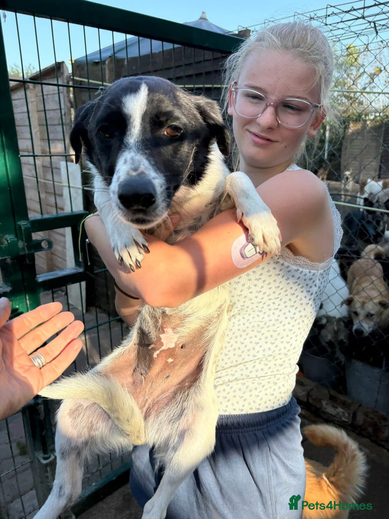 Mixed Breed dogs Florina - Norwich Norfolk  - Advert 1