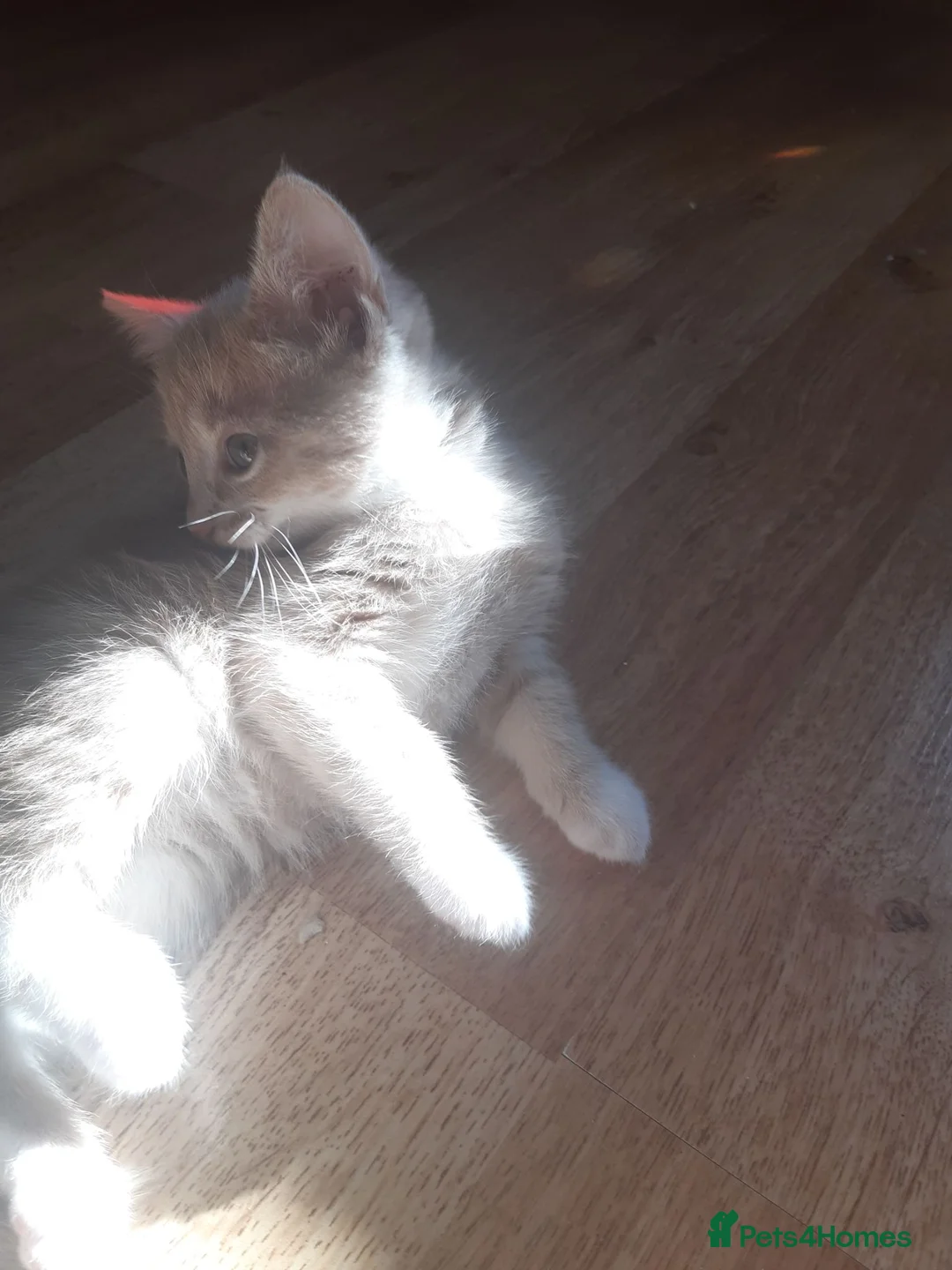Mixed Breed cats for sale: 3 adorable kittens for sale in Bath - Advert 11