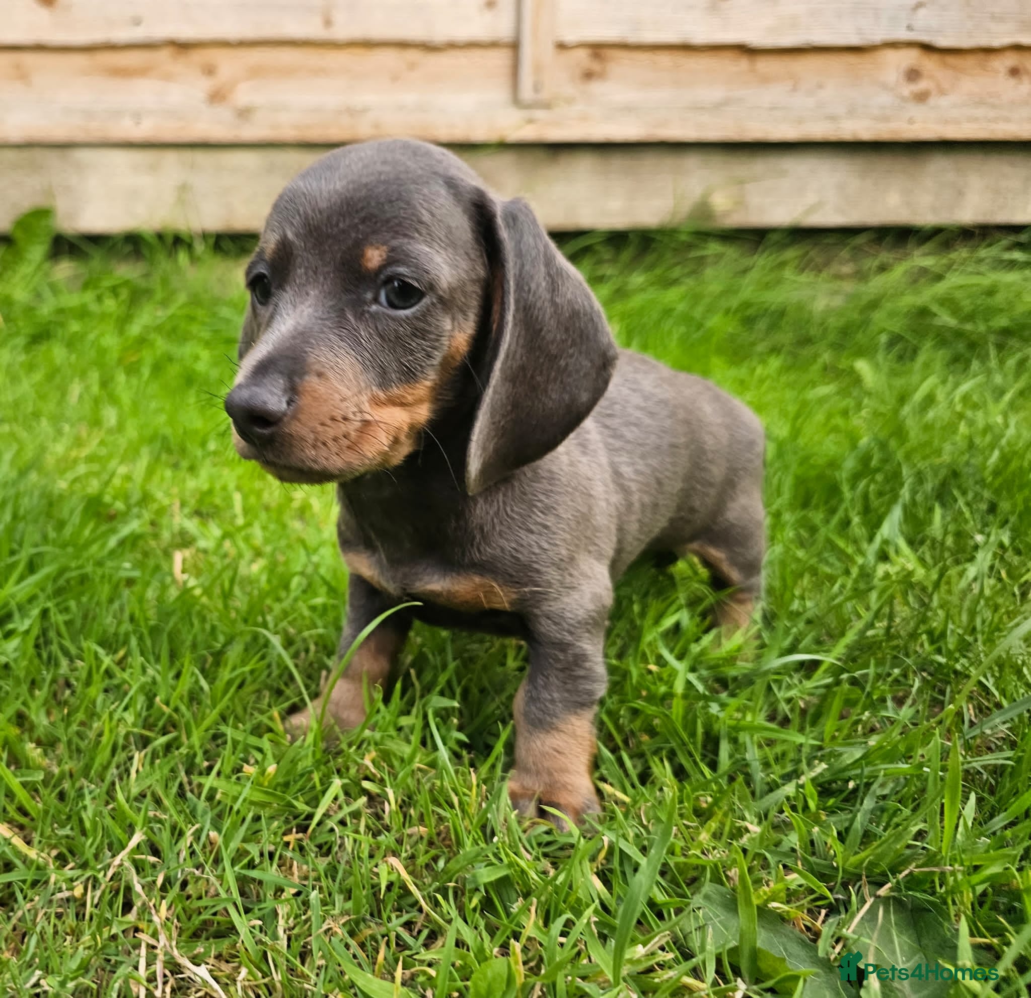 Dachshund dogs Ready to leave Pretty Little Dachshund Puppies - Advert 3