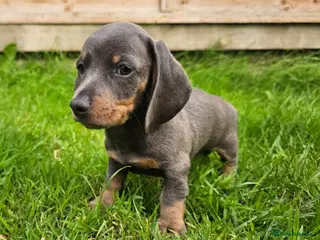 Dachshund dogs Ready to leave Pretty Little Dachshund Puppies - Advert 3