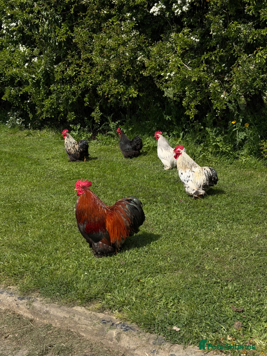 Chickens poultry for sale: Pekin Bantam Cockerels - Advert 1