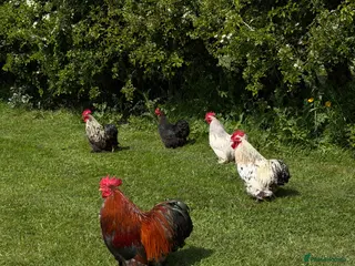 Chickens poultry Pekin Bantam Cockerels - Advert 1