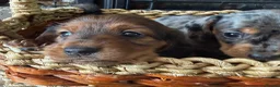 Miniature Dachshund dogs for sale: Beautiful Miniature Dachshund Puppies - Advert 3