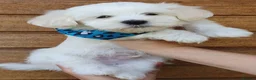 Maltese dogs for sale: 🌟KC Registered Maltese Puppy One Boy available - Advert 8