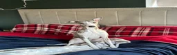 Whippet dogs for sale: KC registered whippet puppy’s  - Advert 2
