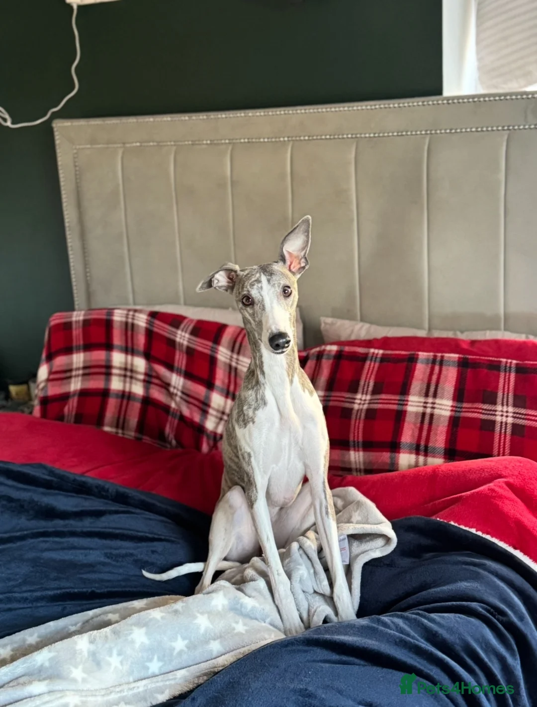 Whippet dogs for sale: KC registered whippet puppy’s  - Advert 2