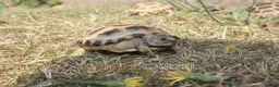 Tortoise reptiles for sale: Horsfield Hatchlings & Set Ups!! - Advert 9