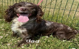 Cocker Spaniel dogs for sale: FULLY VACCINATED AND READY TO LEAVE  - Image 3