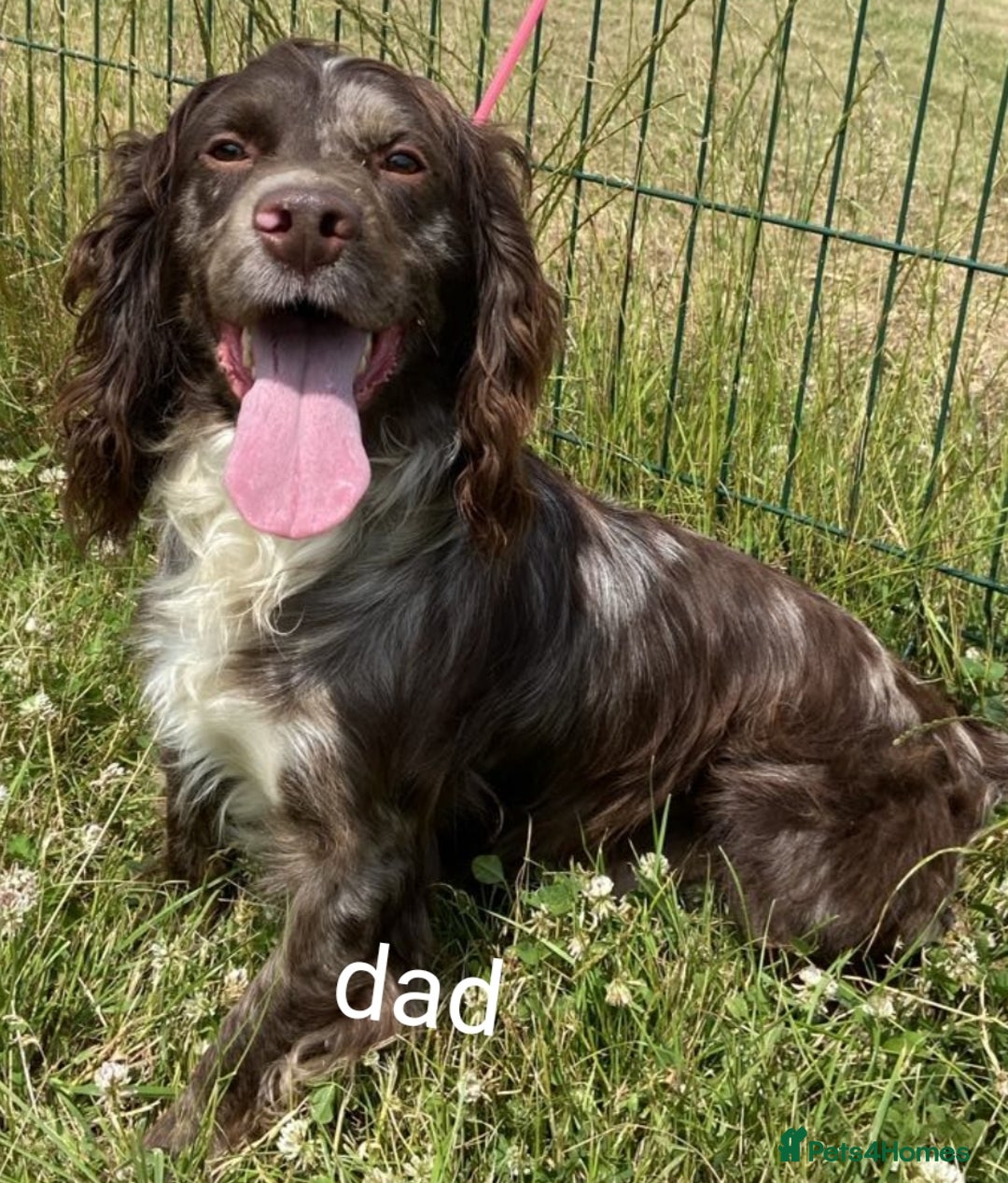 Cocker Spaniel dogs for sale: FULLY VACCINATED AND READY TO LEAVE  - Image 3