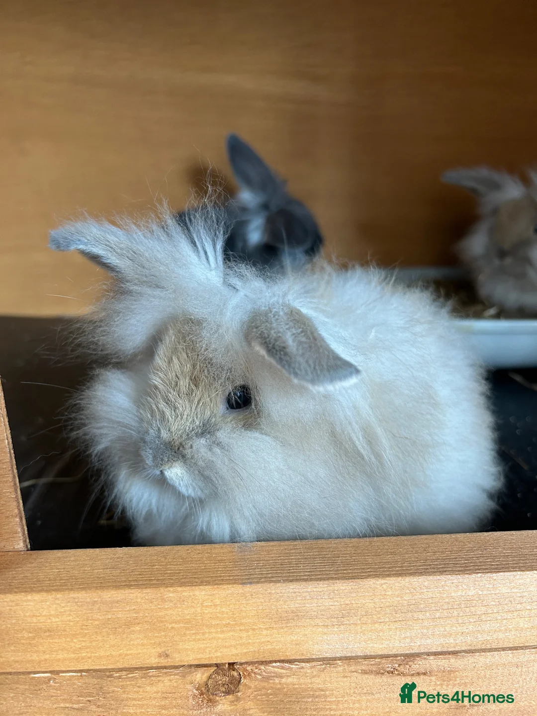 Angora rabbits for sale: Mixed, angora and Teddywidder £70 - Advert 1