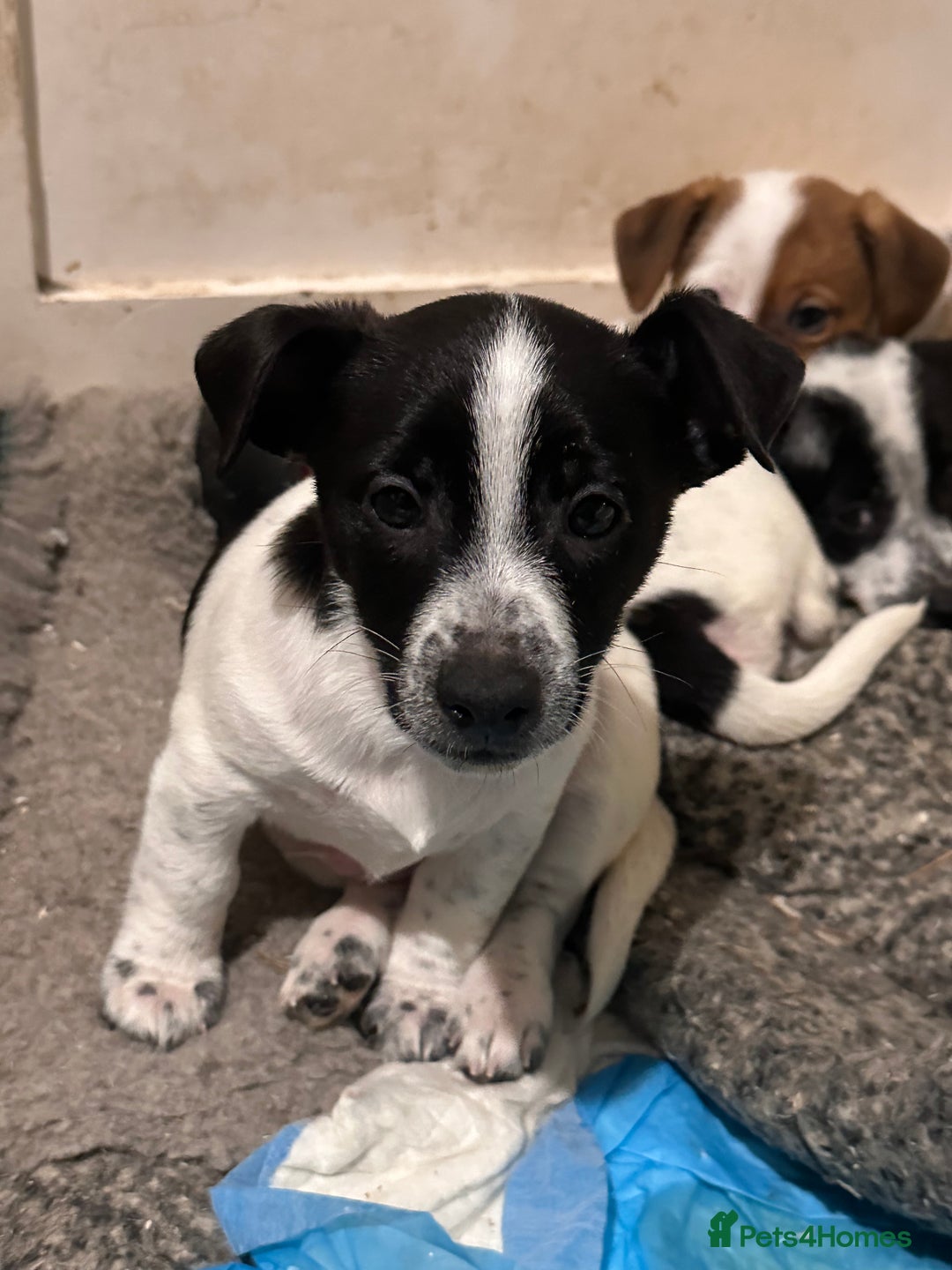 Jack Russell dogs for sale: ONLY 4 BEAUTIFUL BOYS LEFT- SMALL JACK RUSSELS - Advert 5