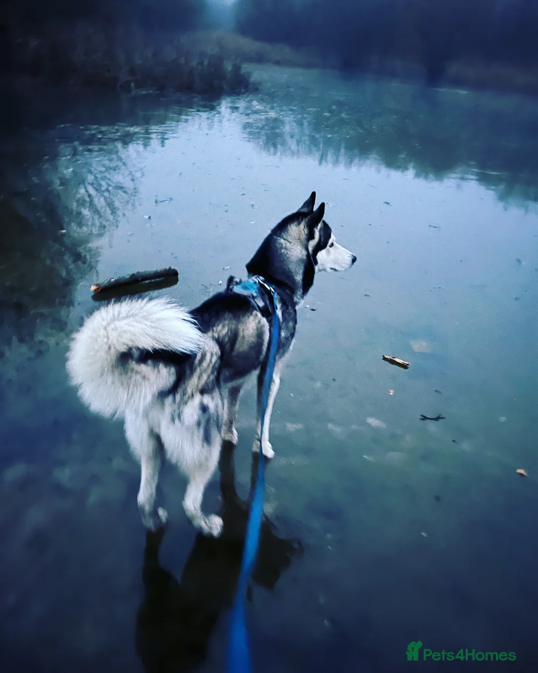 Siberian Husky dogs for stud: For stud only (quality proven stud ) in Wakefield - Advert 17