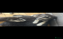 Siberian Husky dogs for sale: Lovely husky puppies, ready for new homes on 25/8 - Image 15
