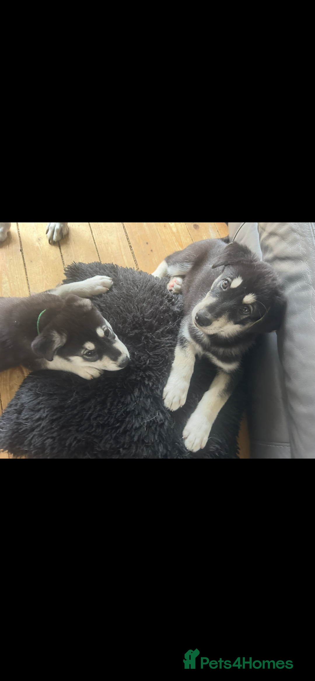 Siberian Husky dogs for sale: Lovely husky puppies, ready for new homes on 25/8 - Image 15