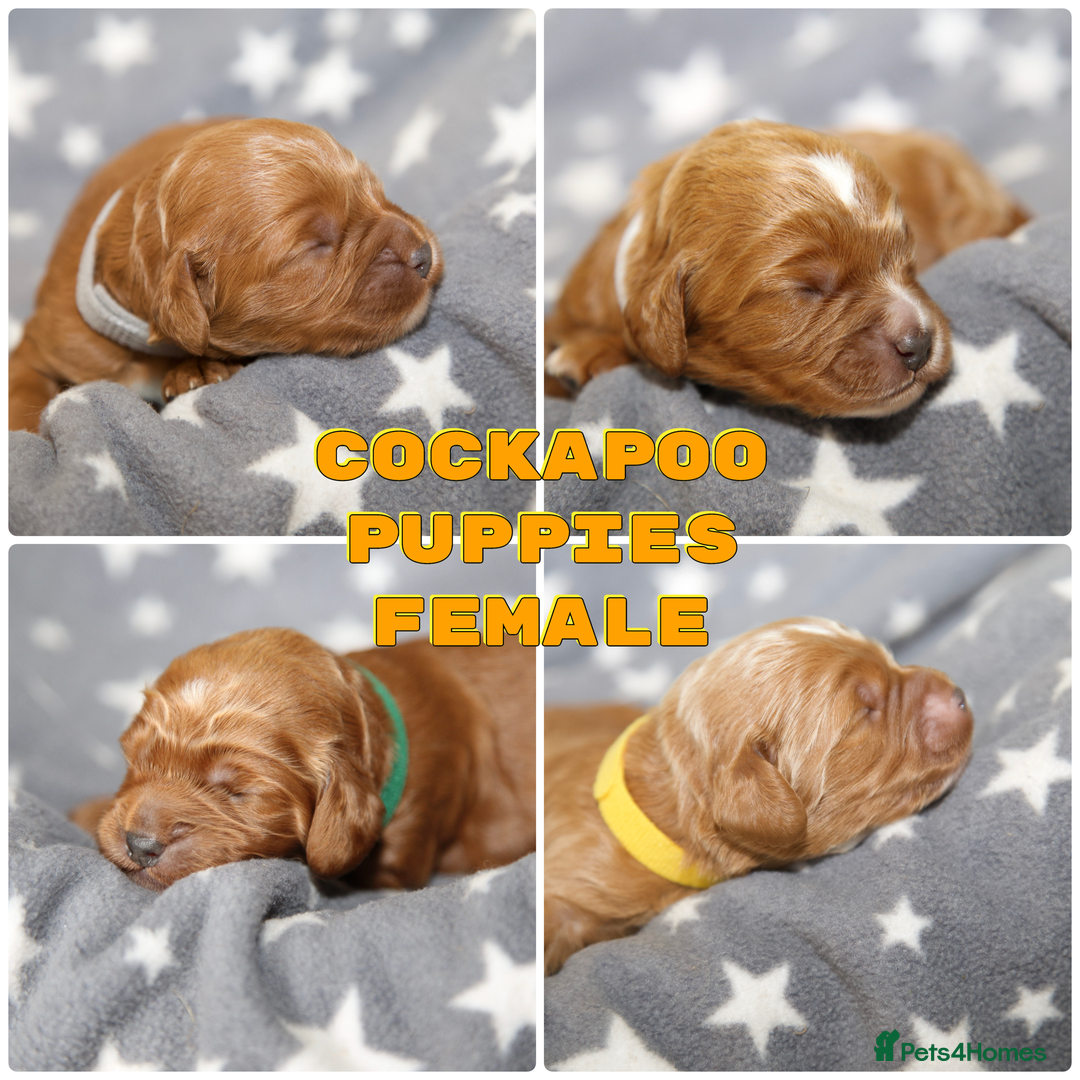 Cockapoo dogs for sale: Gorgeous Fox Red Cockapoo Puppies avail 15/12/25 - Image 2