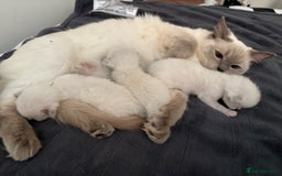 Ragdoll cats for sale: Ragdoll Kittens looking for loving new home - Image 18