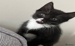 Domestic Shorthair cats for sale: Kitten male for sale - Image 2