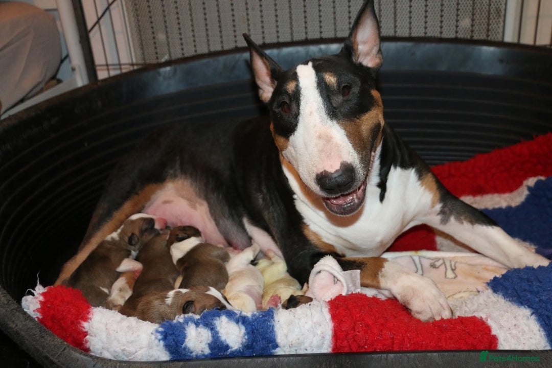 Bull Terrier dogs for stud: English Bull Terrier STUD dog - Image 20